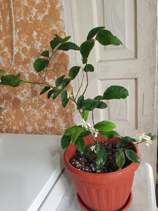 Лимон домашний .