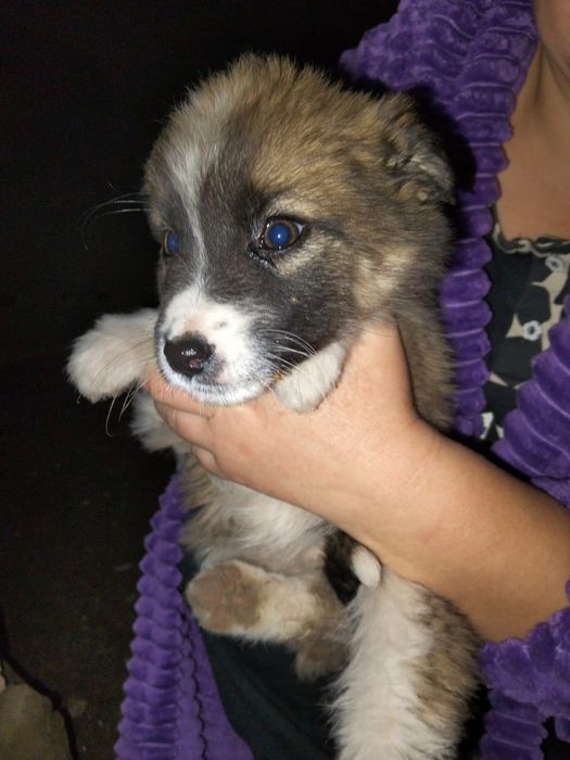 Отдам щенят в добрые руки