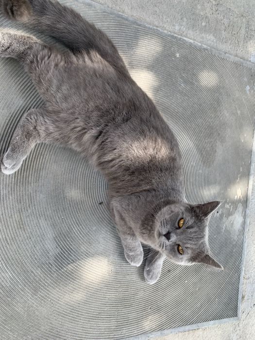 Кот (Скотиш страйт)
