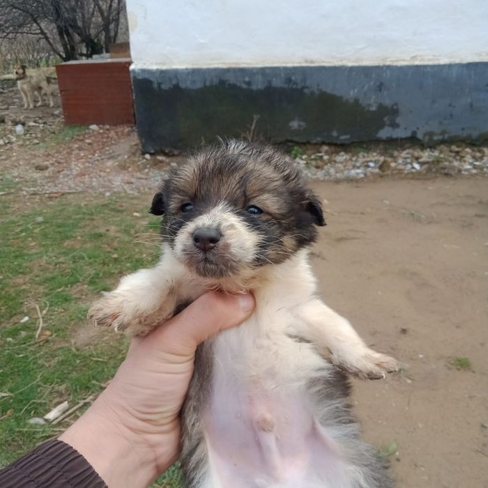 Отдам кутят в хорошие руки