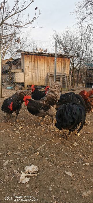 Vând cocoși austrolorp