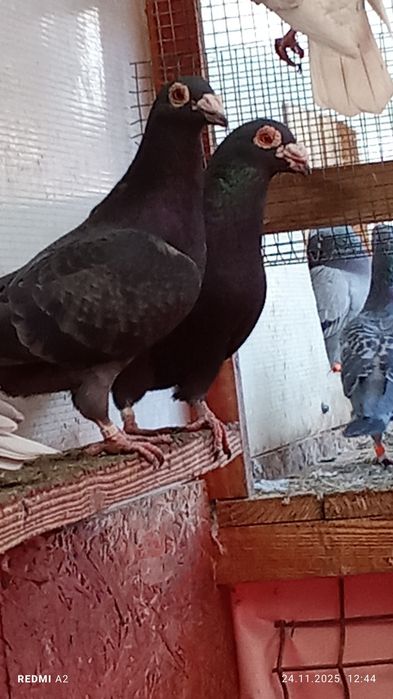 Porumbei și găini de vânzare