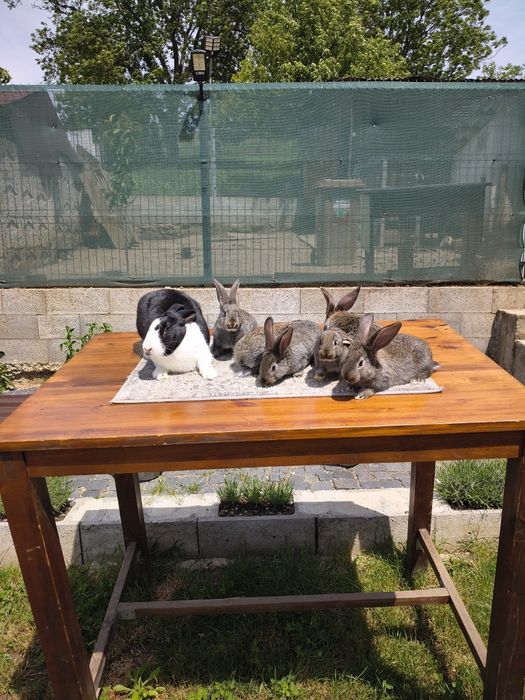 Uriaș German și Araucana gat Auriu