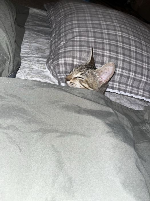 Кошечка в добрые руки