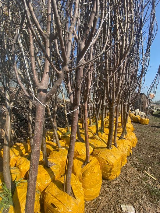 Фруктовые деревья