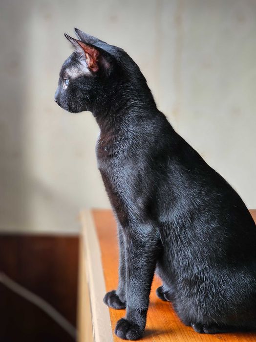 Motan Blacky castrat negru stralucitor
