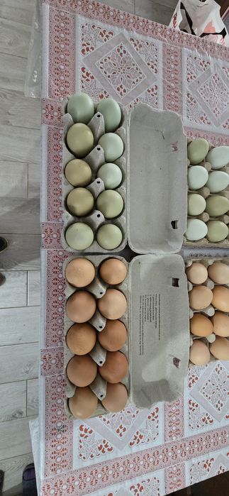 Ouă de casă proaspete