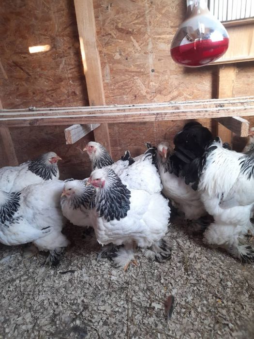 Vand gaini brahma hd și brahma culoarea porțelan