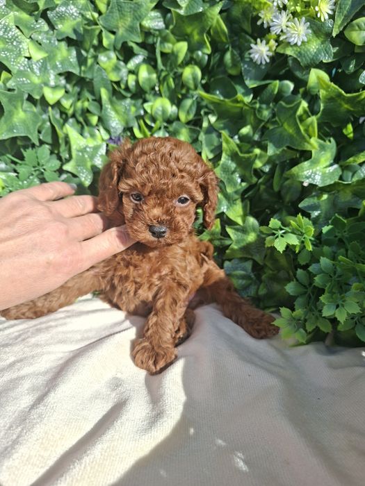 Пудел  Той  Момченце  с Родословие