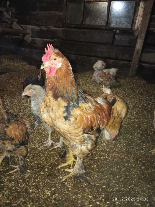 Продам петушков.