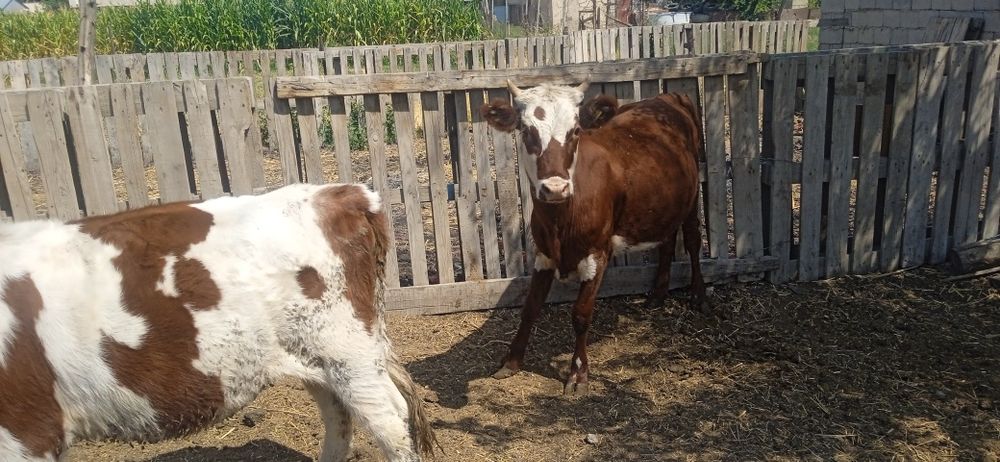 Кунажын сатылады