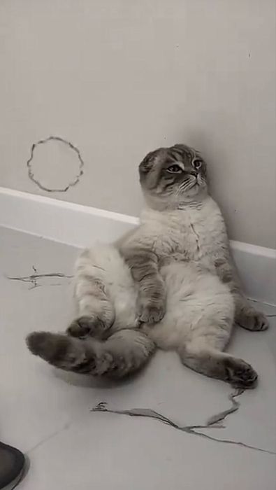 Отдам кота скотиш фолд