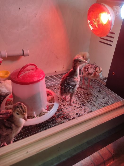 Индюшат на продажу