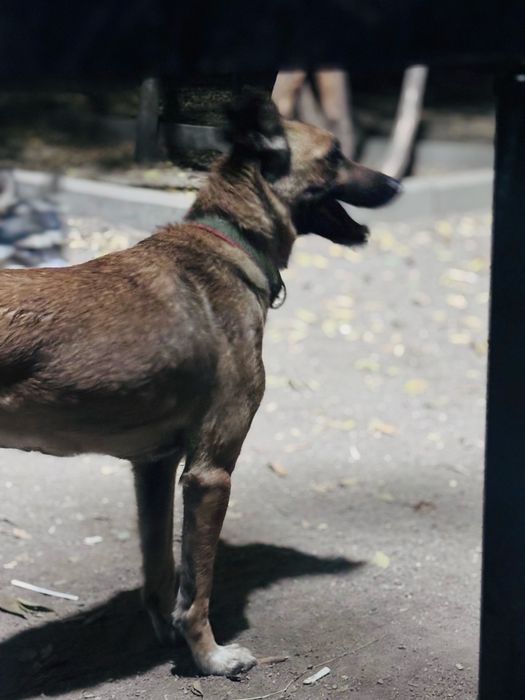 Отдам две собаки в добрые руки