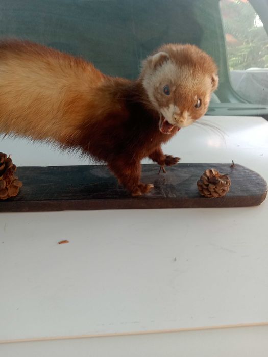 Taxidermie, nurca sau ce  o fi impaiata