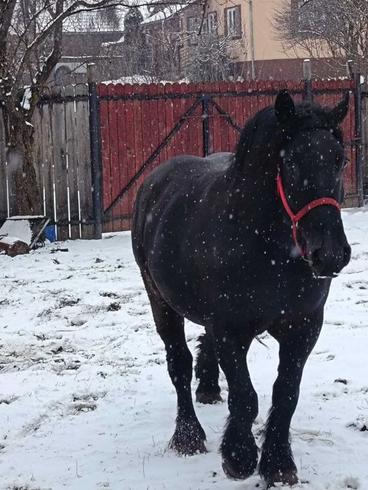 O iapă bun devânzare