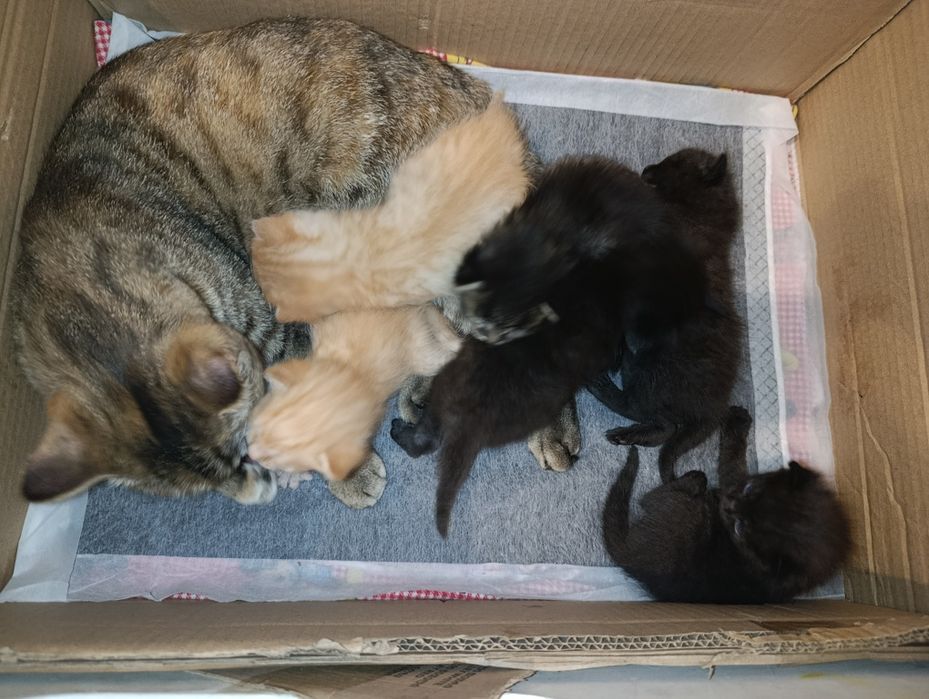 Отдам котят даром