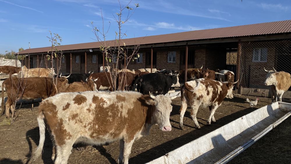 Буаз сиырлар сатылады 22 бас