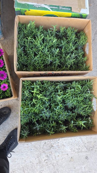 Лаванды, розы оптом