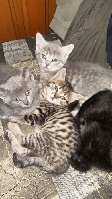 отдам котят в добрые руки