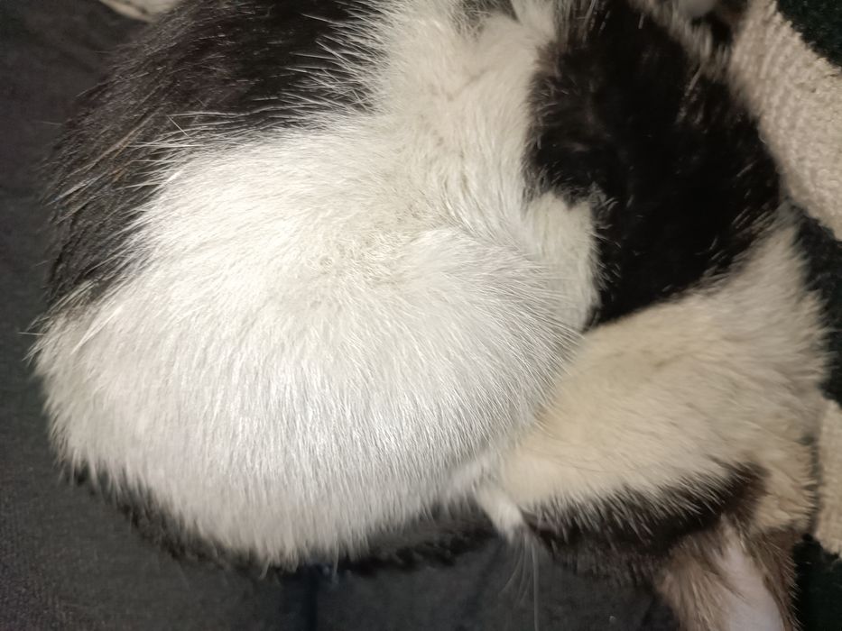 ОЧЕНЬ ласковая кошечка!