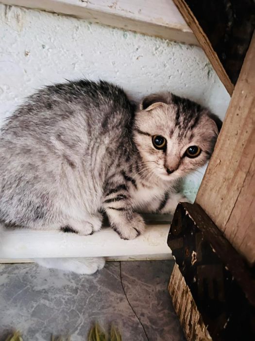 Шатлански мысық сатылады өте әдеми