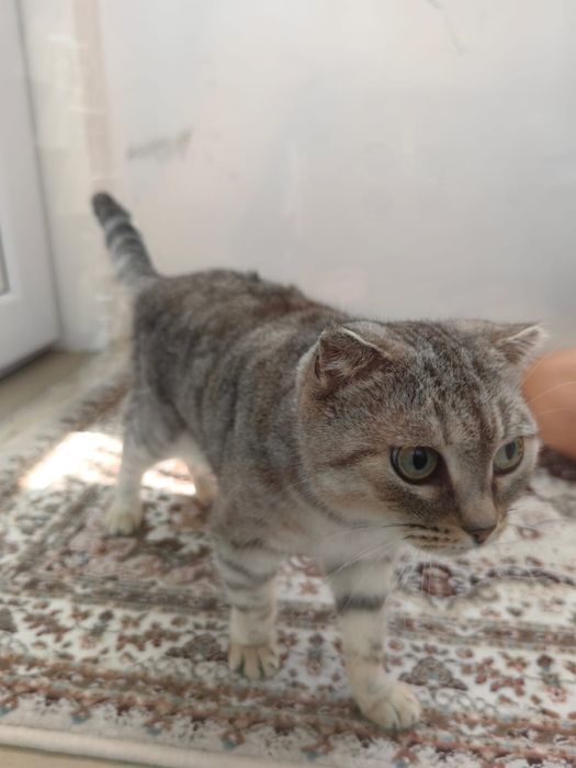 Кошка вислоухая