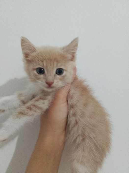 Мысықтар сатылады.