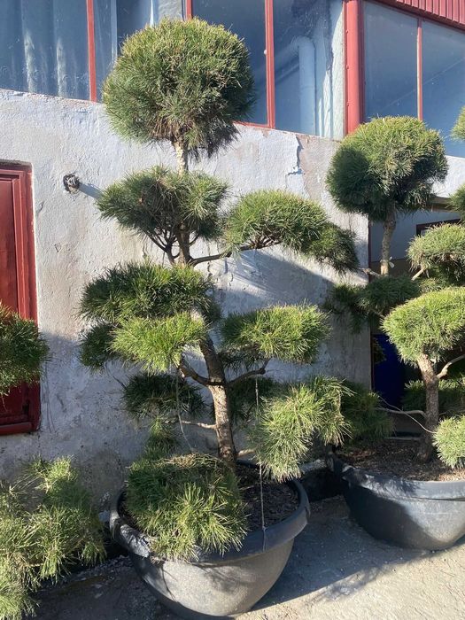 Plante Ornamentale Premium – Livrare Rapidă și Plantare Inclusă