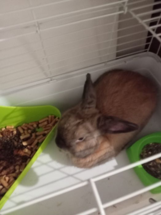 Домашний декоративный кролик