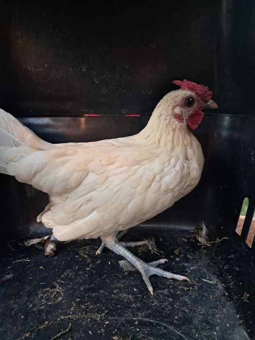 Sebricht Alb (găini exotice de expoziție sebrict Alb)