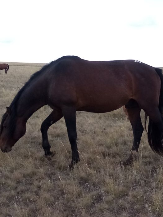 Продам жеребца 5.5 лет