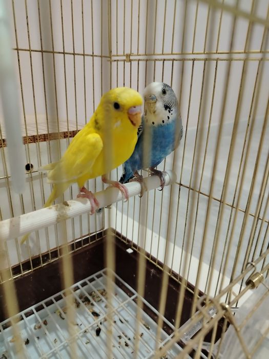 Волнистые попугай