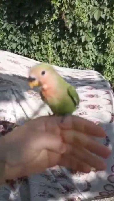 Попугай Кеша    .