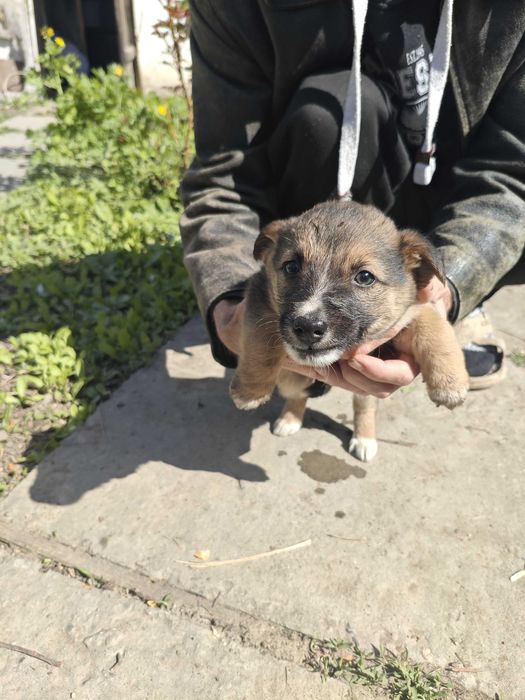 Отдам щенят в добрые руки