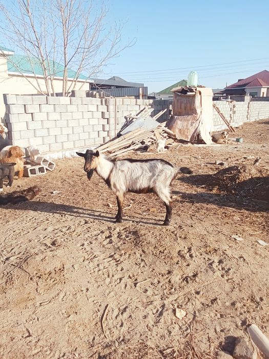 Алпи француз теке