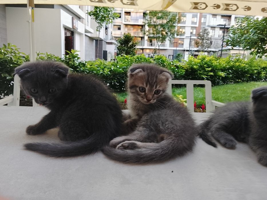 Скотиш фол. 1 месячные. В латок приучаны