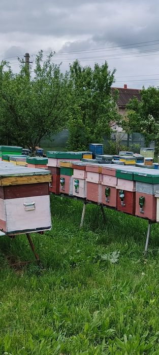 Vând familii de albine dadant 1/1. Cu sau fara  lada!