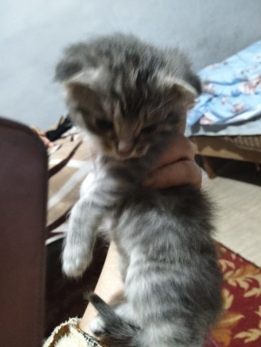 Отдам прехорошеньких котят
