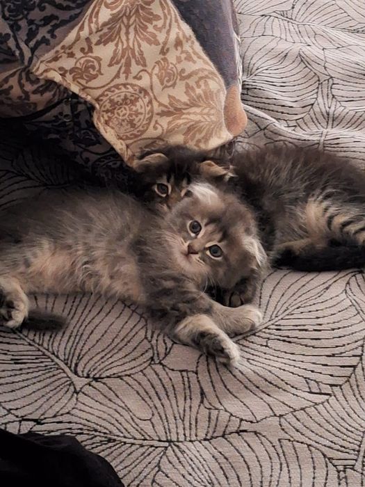Отдам даром котят