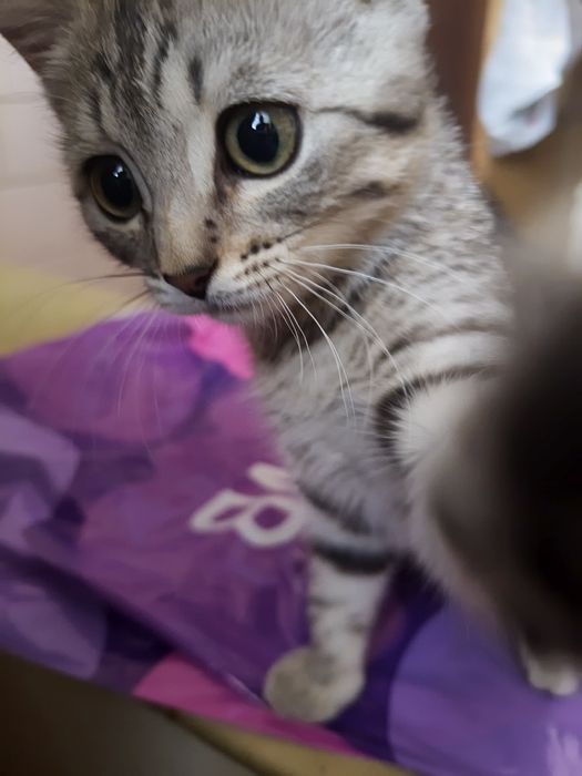 Отдам котенка в добрые руки