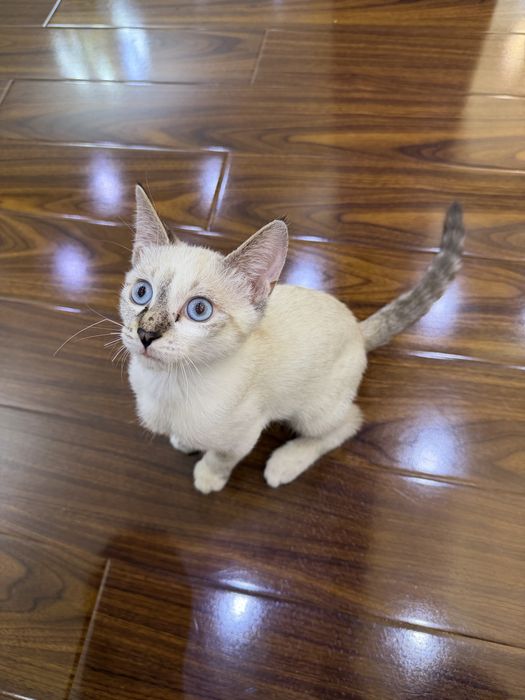 Продаю котенка Рэгдолд блю-поинт окрас, 5 месяцев