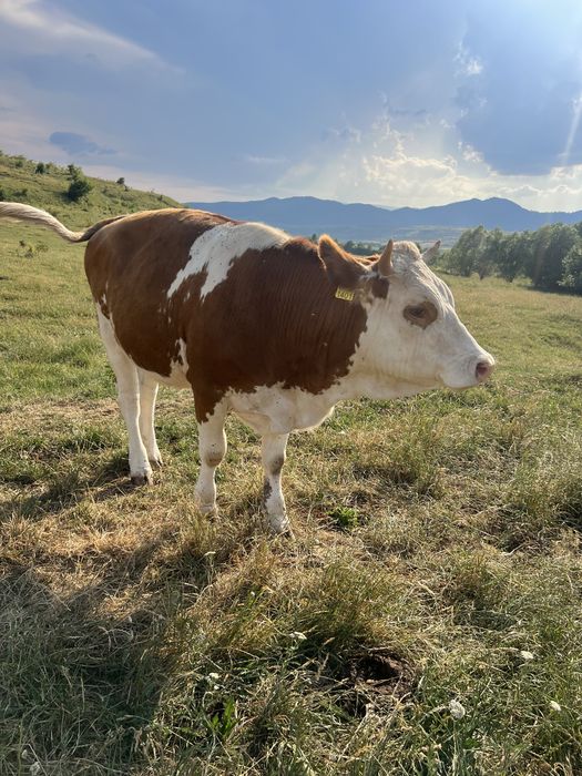 Vand 2 juninci gestante