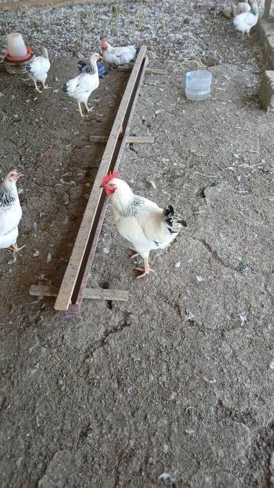 Adler xorozlari 25 bor