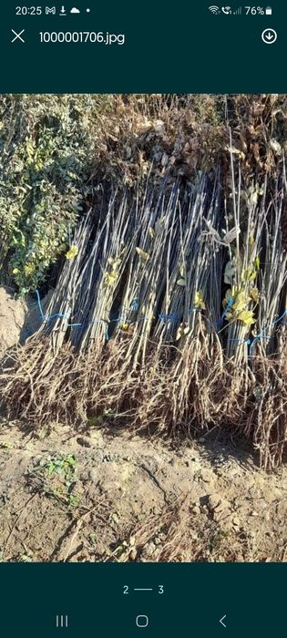 Puiet frasan , tei,fag,carpen, artar,salcam,