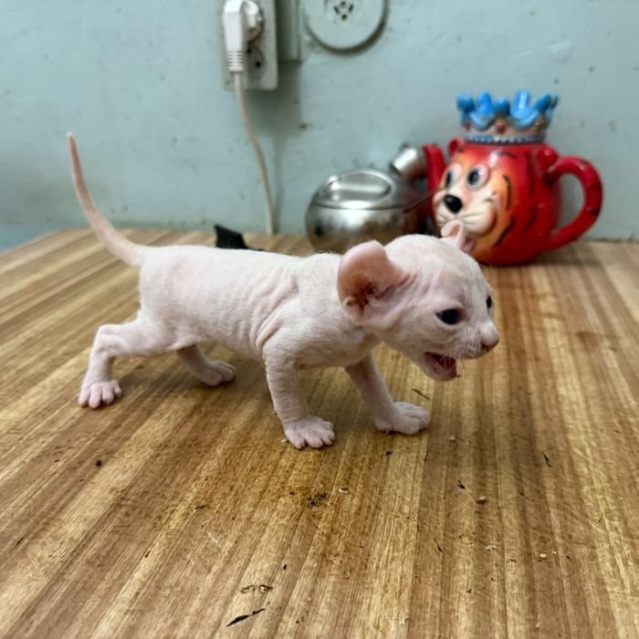 Котята сфинкс эльфы