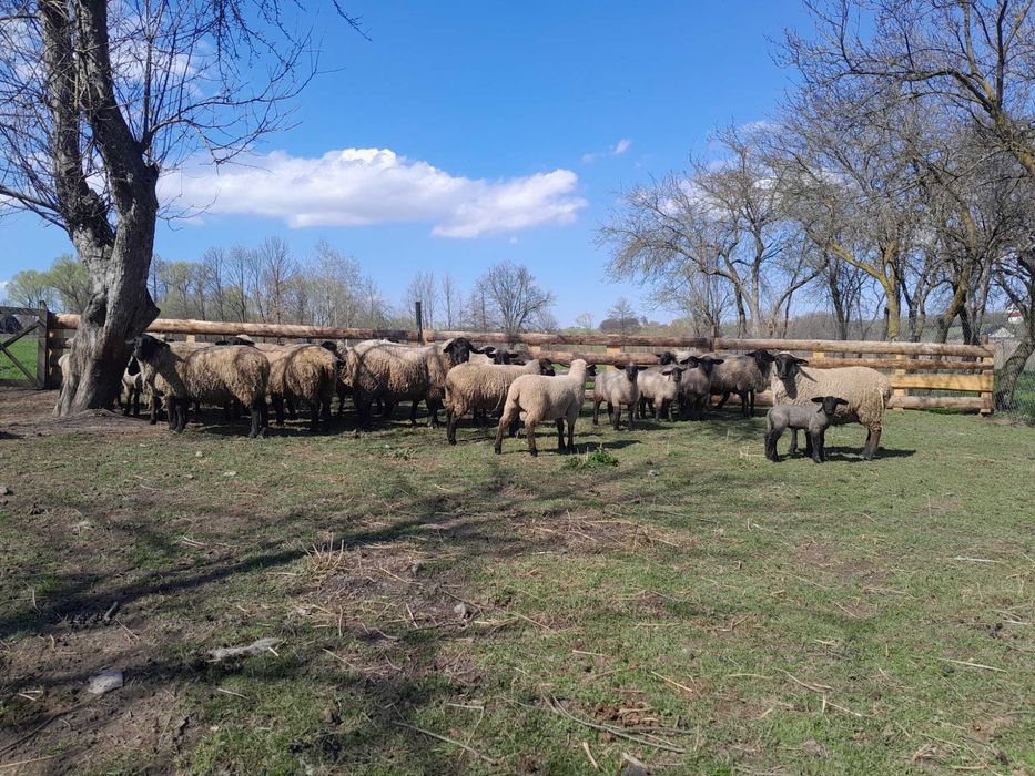 Berbec cu certificat de origine și oi rasa Suffolk