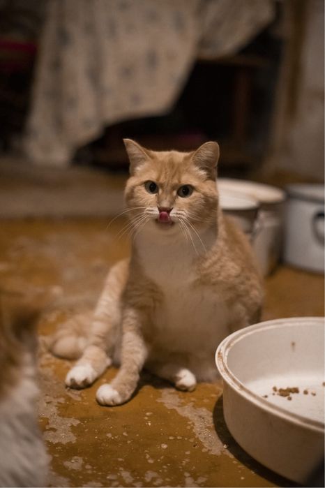 Хвостики ищут дом