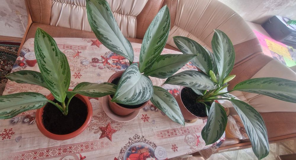 Комнатные цветы.