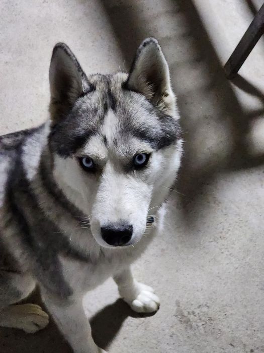 Xaski sotladi 1 yarim yosh